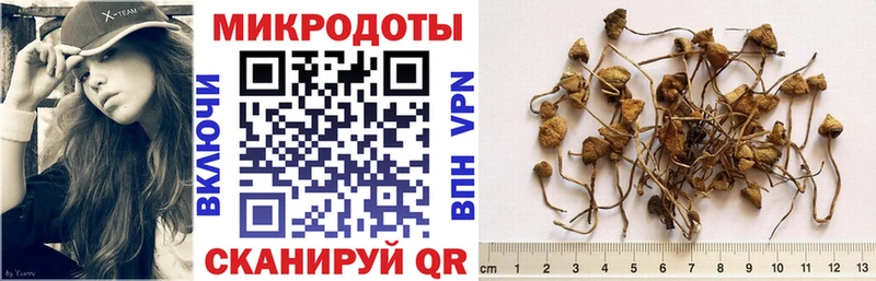 цена   Рыбное  Галлюциногенные грибы Psilocybine cubensis 
